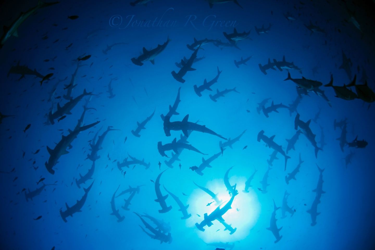 Special 15-day Galapagos Citizen Science Expedition 2027