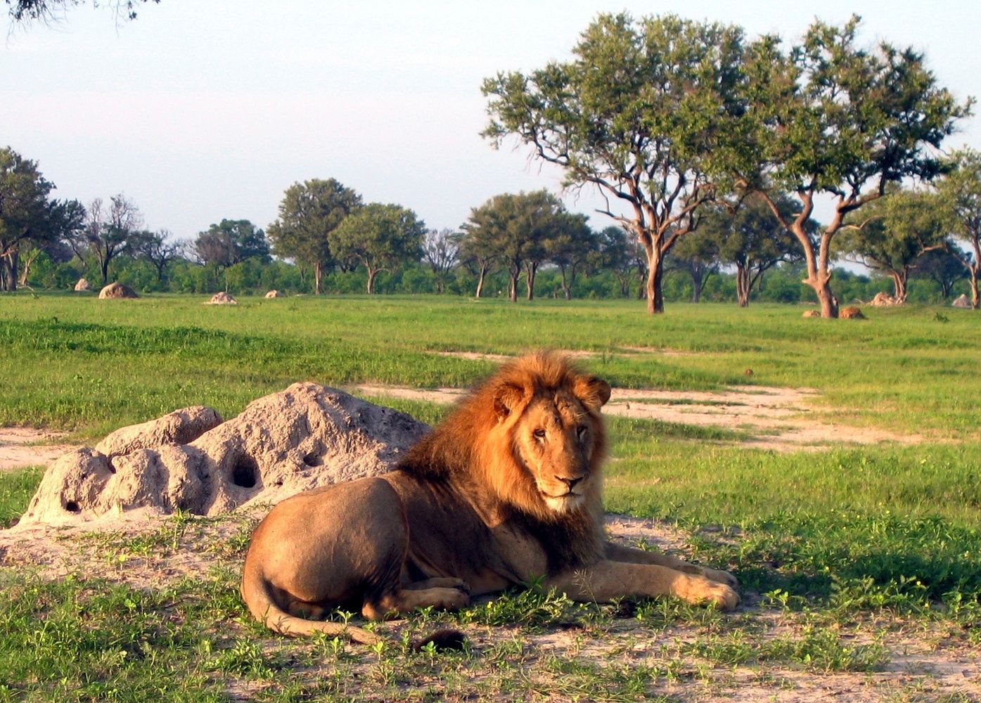 3 Day Hwange Safari & 2 Days 1 Night Chobe Camping Safari