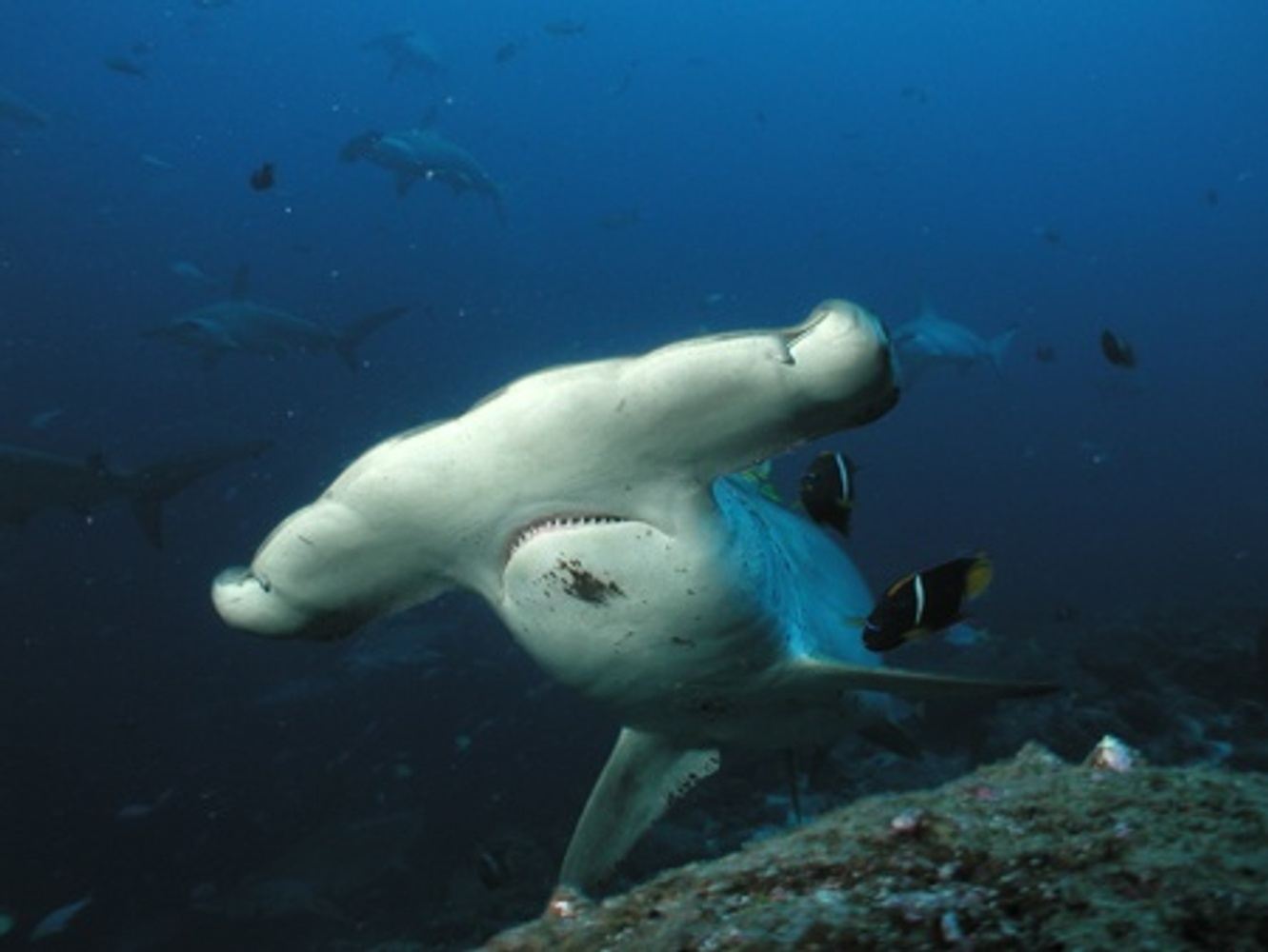 GORDONS ROCK DIVE