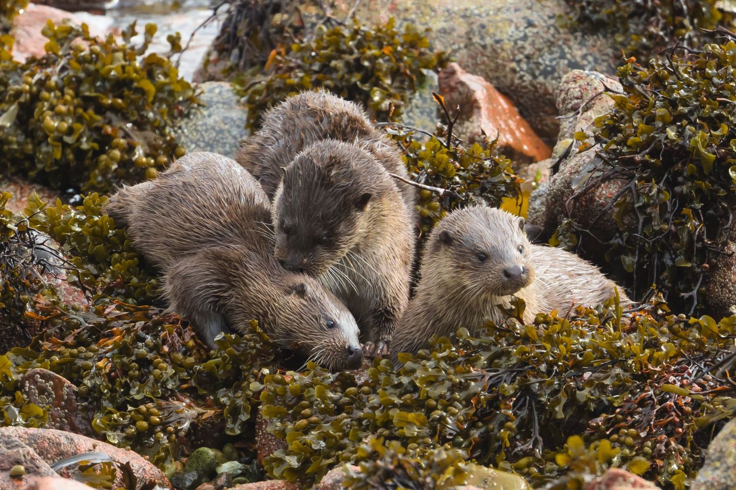 Mull and Morvern Otter weekend