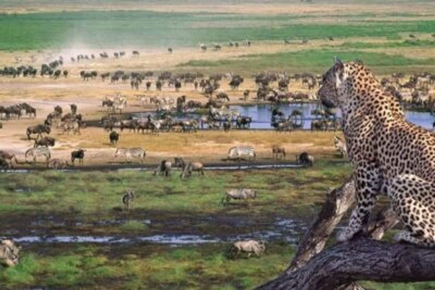 2 DAYS NGORONGORO NATIONAL PARK SAFARI