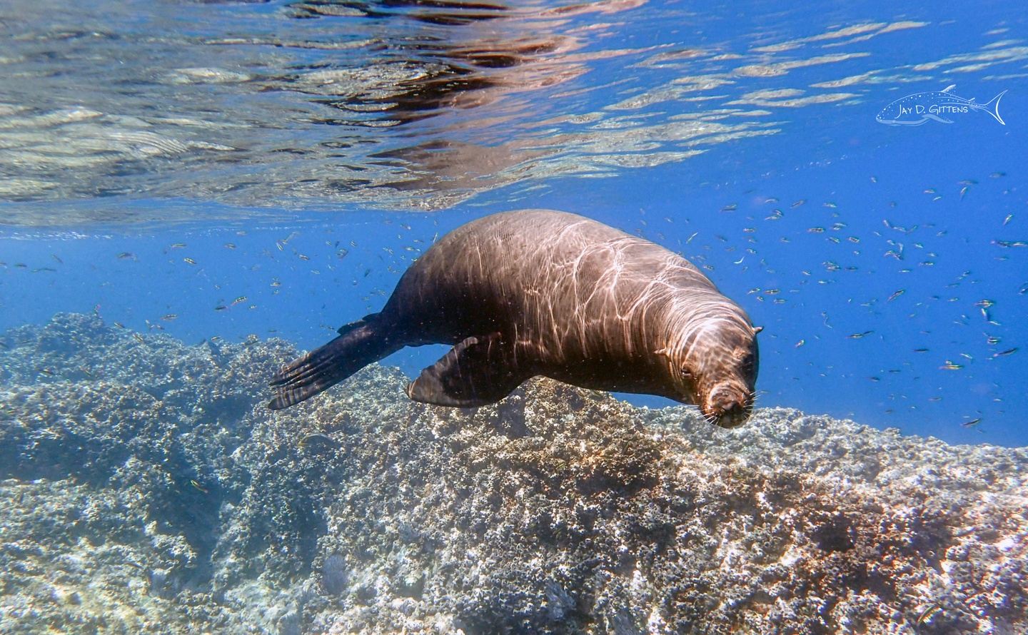 Sea Lions Tour (Snorkeling)