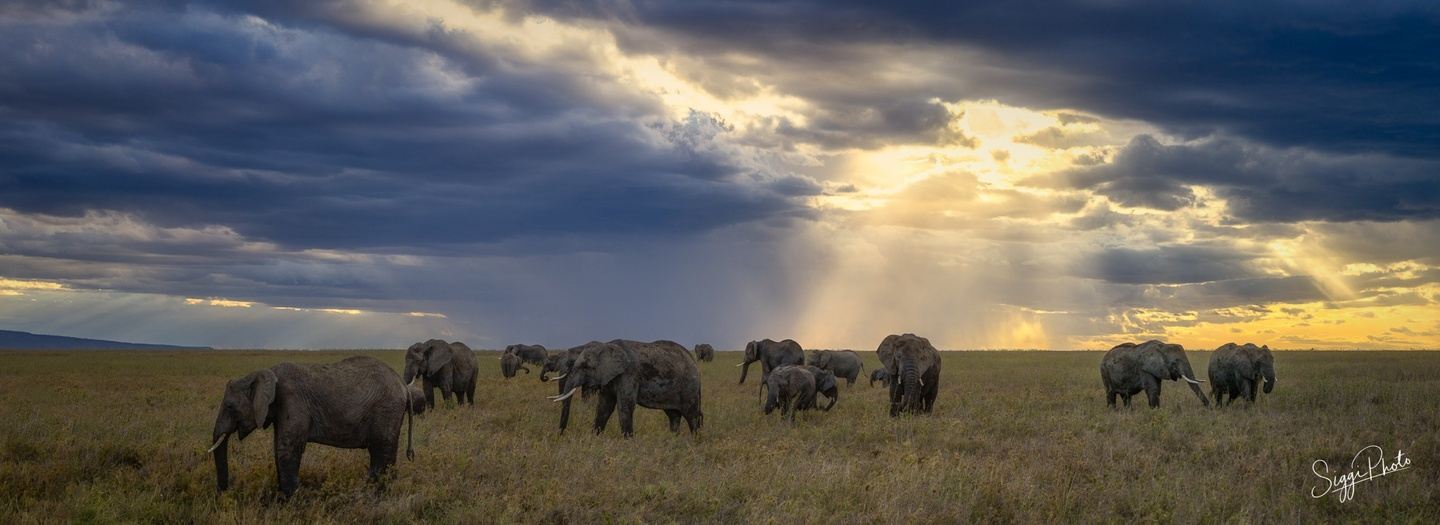 Raw Africa 2026