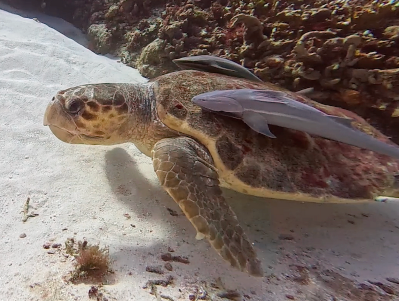 Cozumel | October 2026
