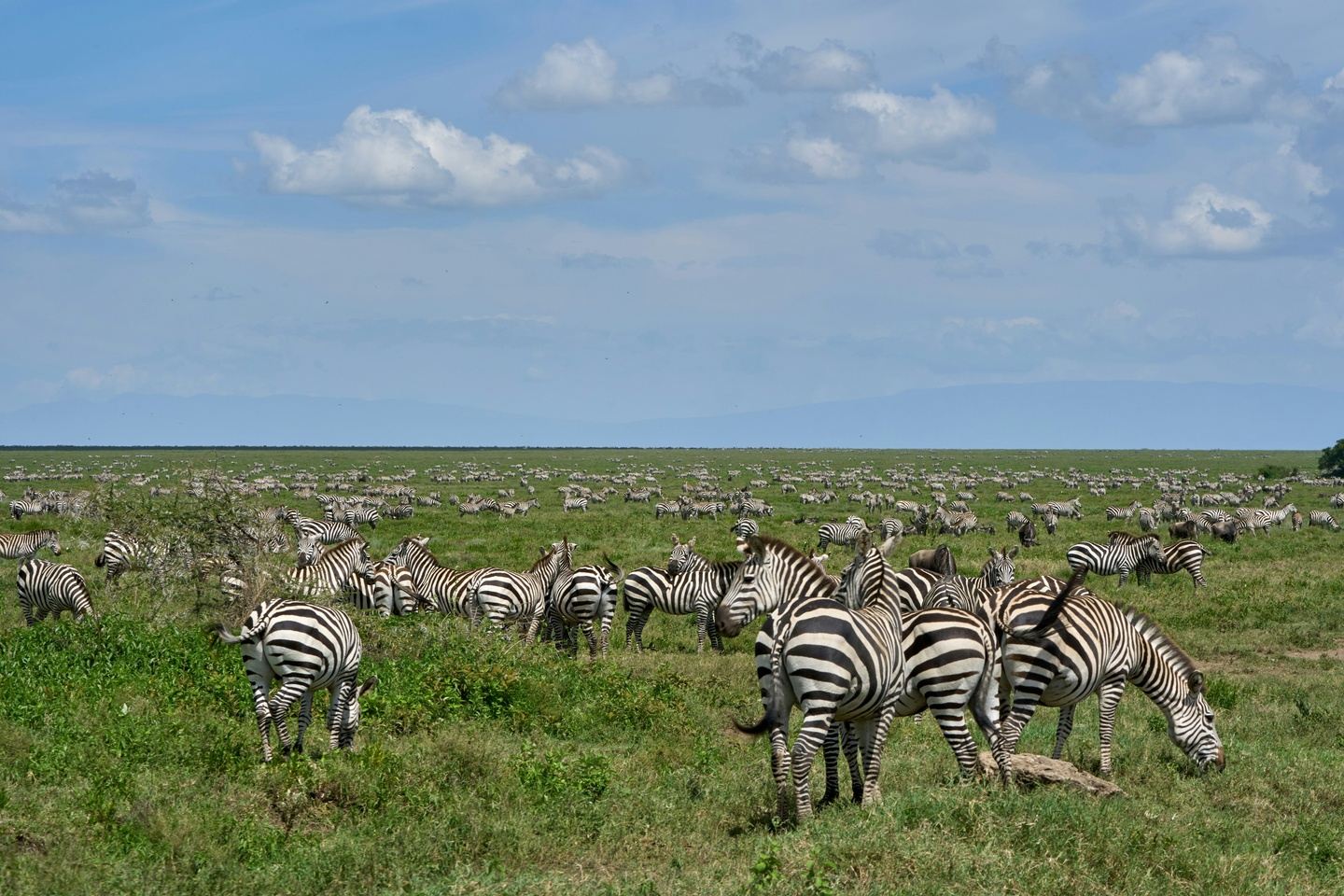 6 Days of Wonder: Where the Wild Things Are Born