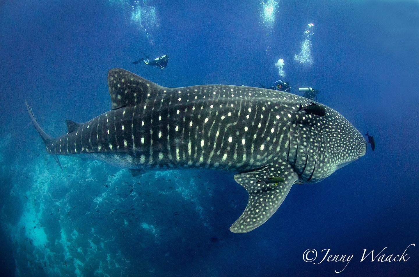 Galapagos Citizen Science Expedition
