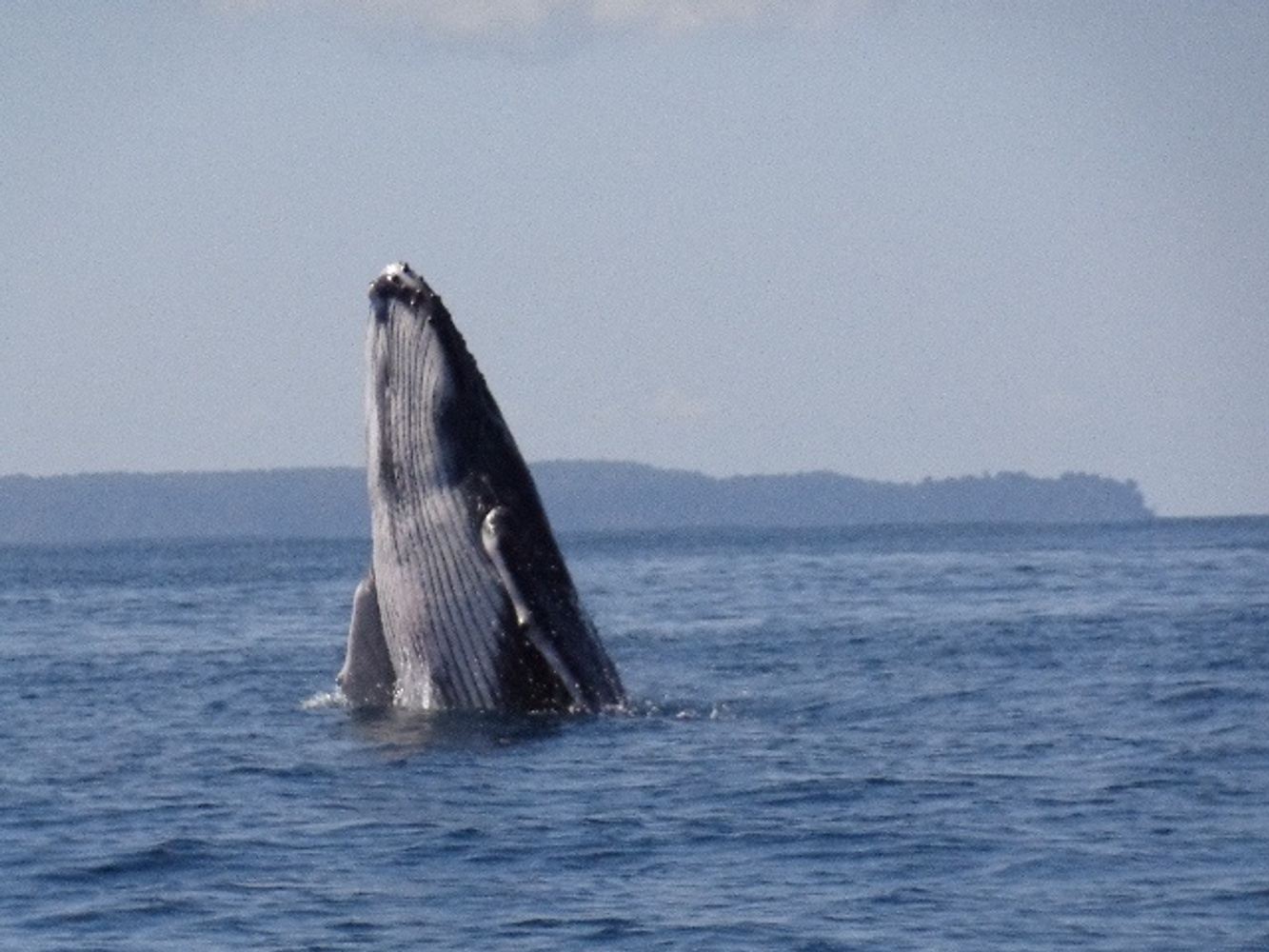 TOUR AVISTAMIENTO DELFINES Y BALLENAS EN ISLA DEL CAÑO