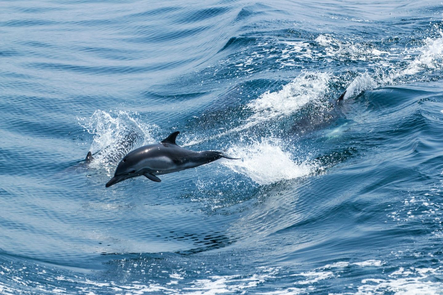 La Ventana Ocean Safari (Privado)