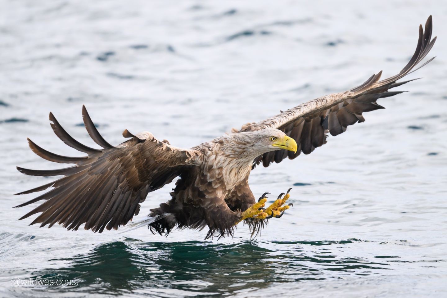White Tailed Eagle Photography Safari