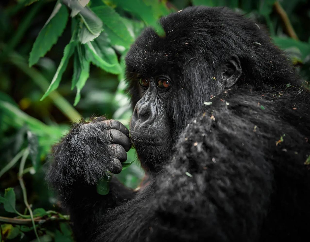Rwanda & Gorillas of Uganda