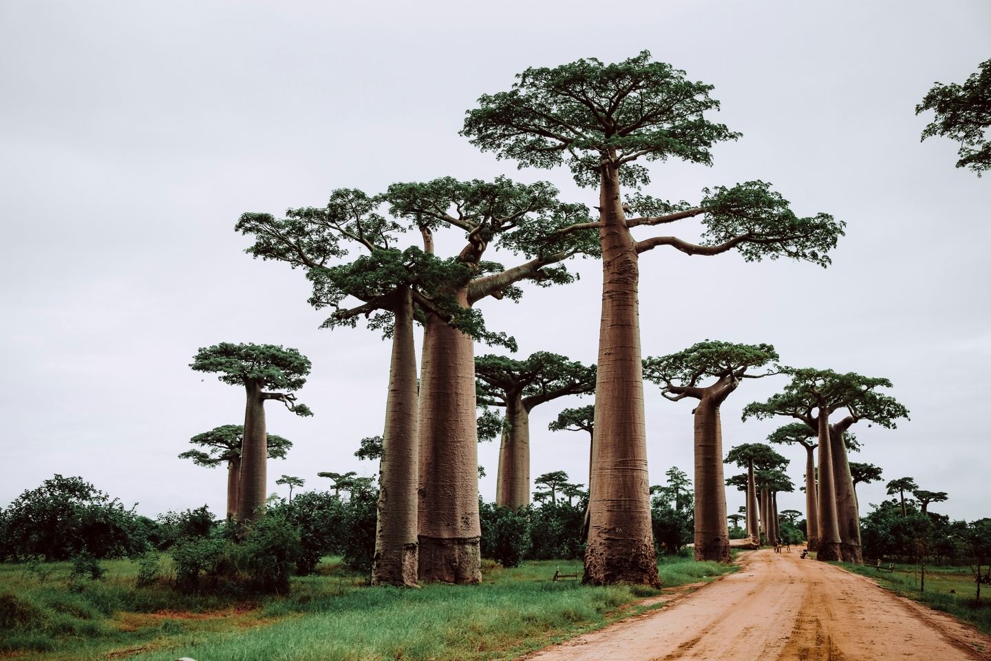 Private Tour: Madagascar Culture, Wildlife, Beauty