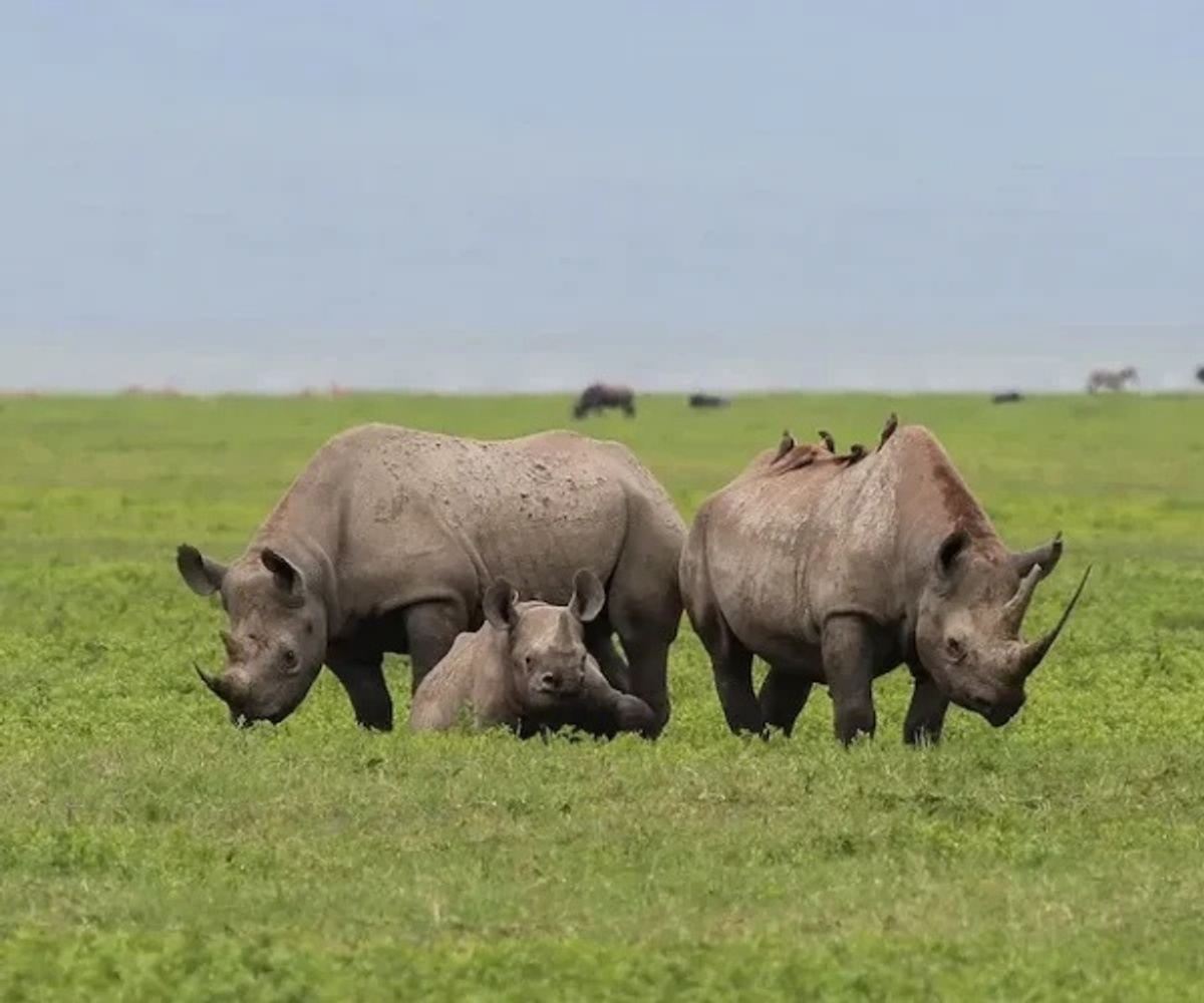 3 Day Tanzania Safari