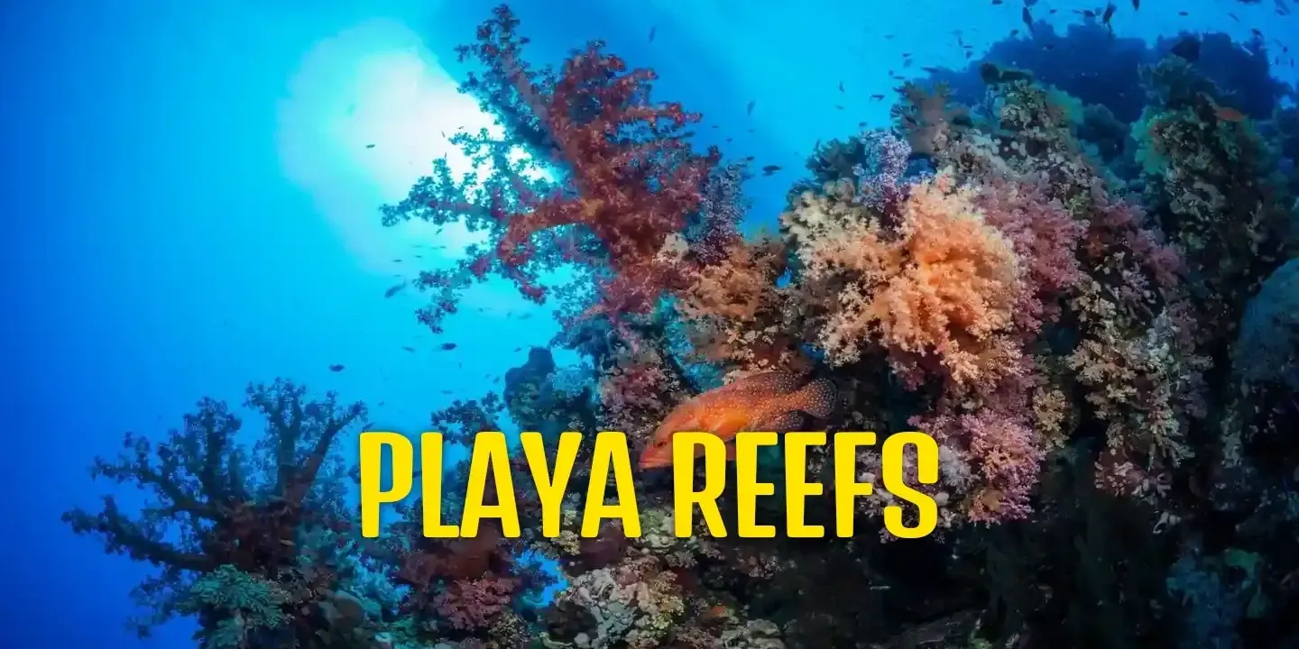 Pasku Dive - Playa Reefs Diving in Playa del Carmen, Quintana Roo, Mexico