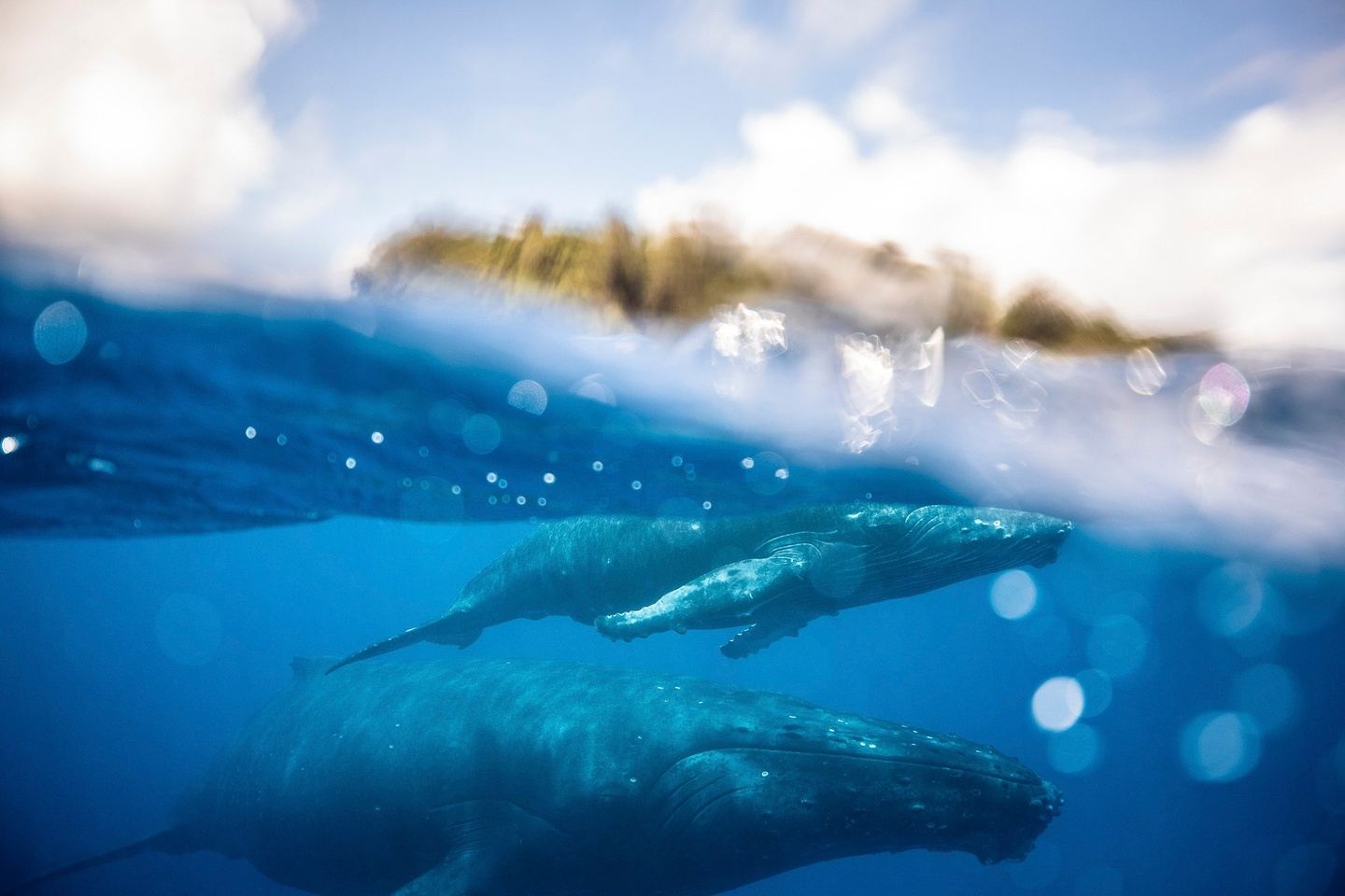 French Polynesia, Sept 21-27, 2026  (5 swim days / 6 nights)