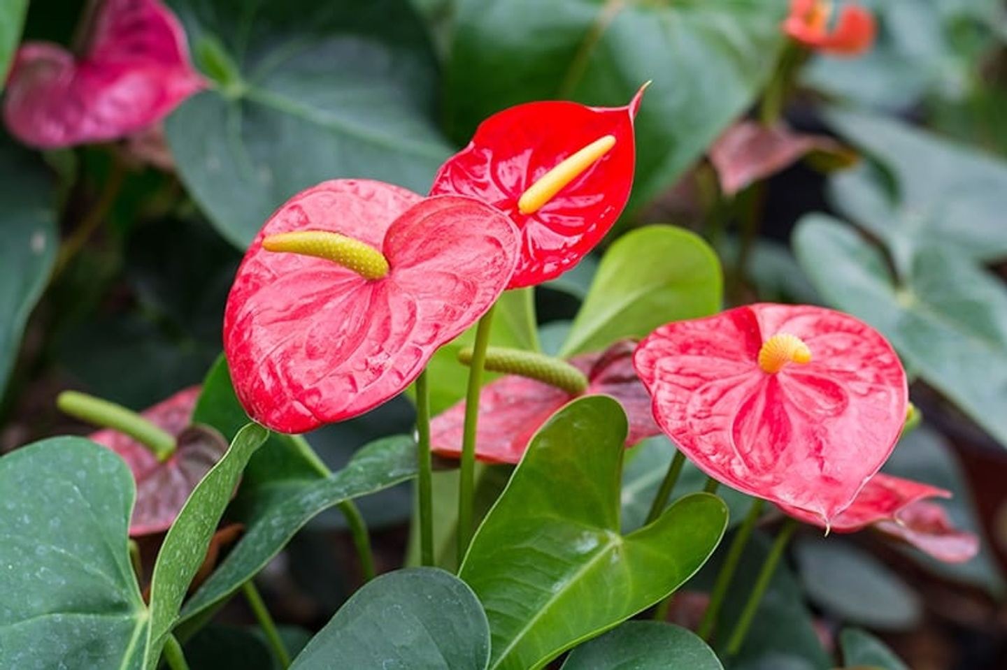 Discover Costa Rica Garden Tour with Susan Mahr