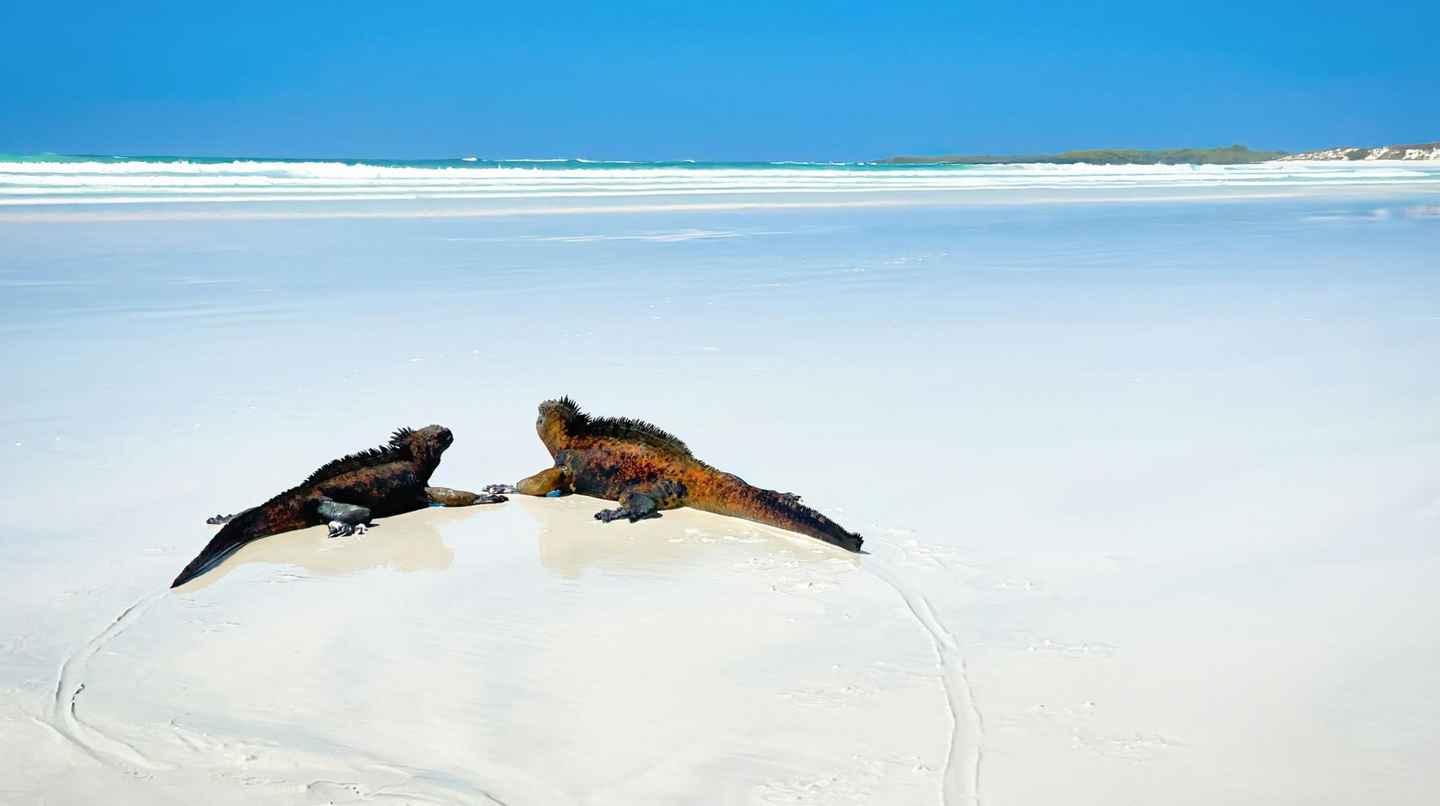 A Journey of Yoga and Wild Exploration in the Galapagos with Chrissy