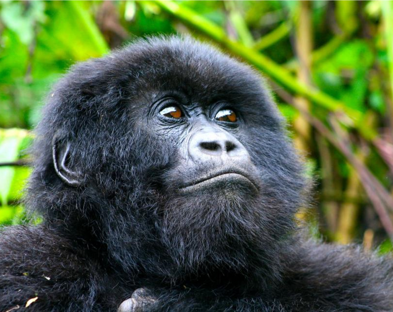 Rwanda: Mountain Gorillas for Mollie Baker