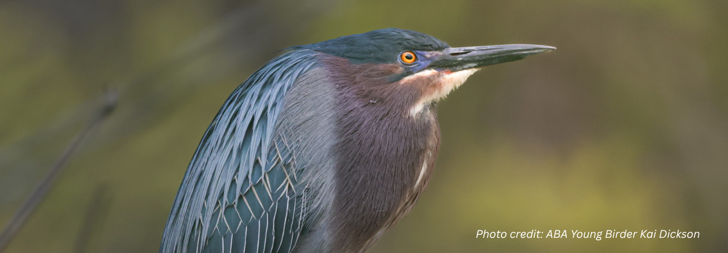 ABA + YMOS Young Birder Led Field Trip
