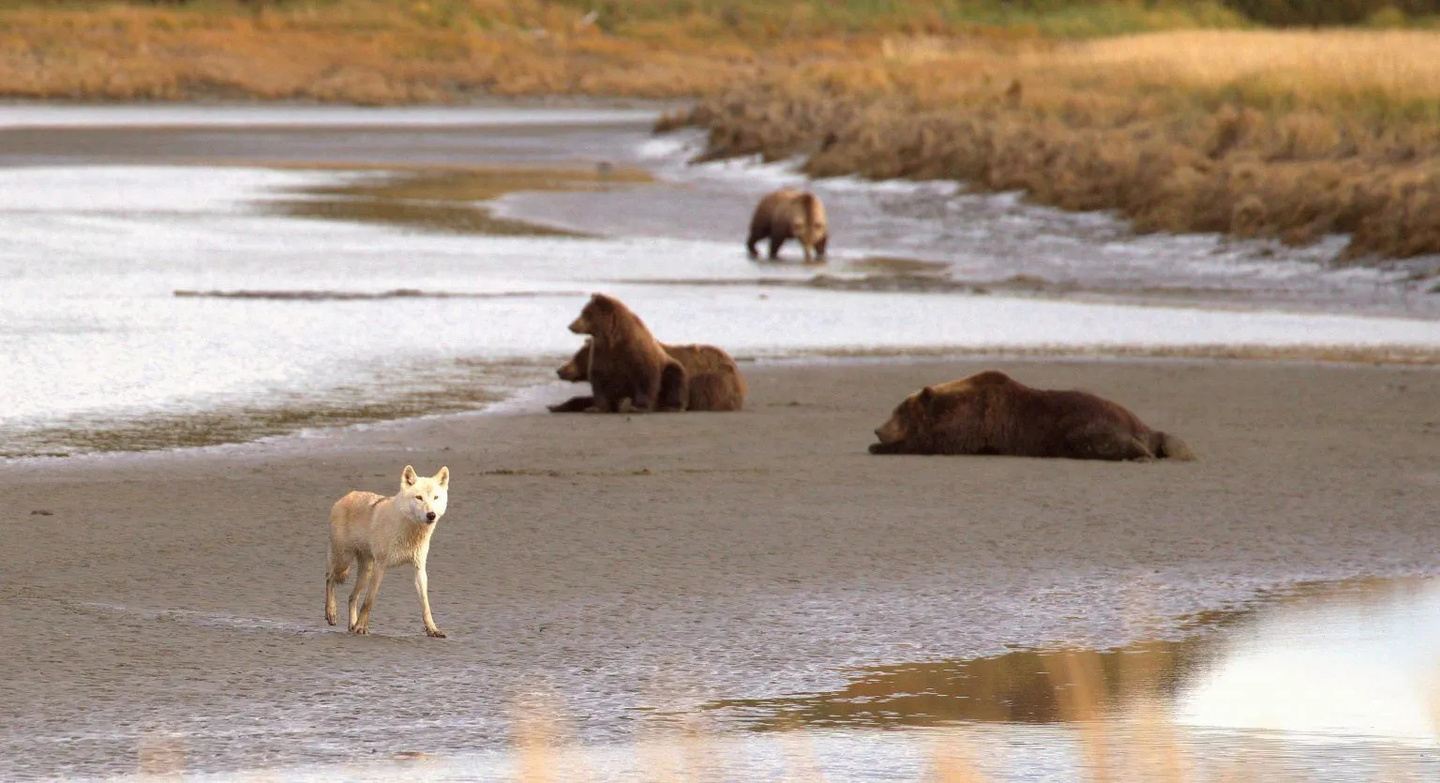 Katmai Bear Viewing Alaska Wilderness Adventure Lodge