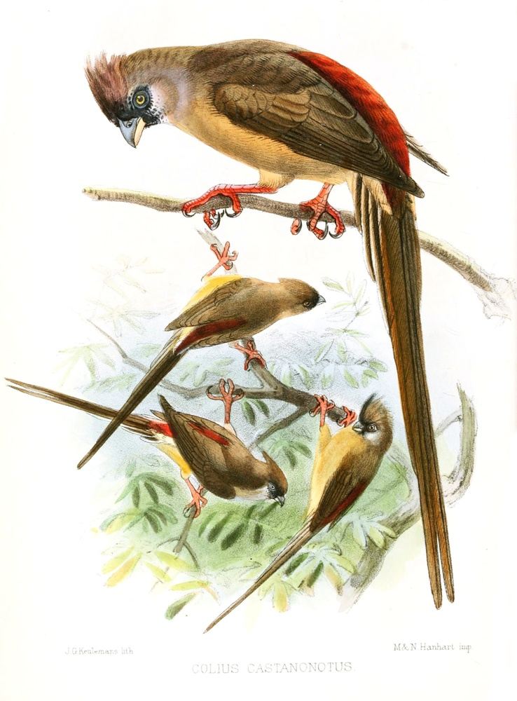 Birding Tours in Ghana