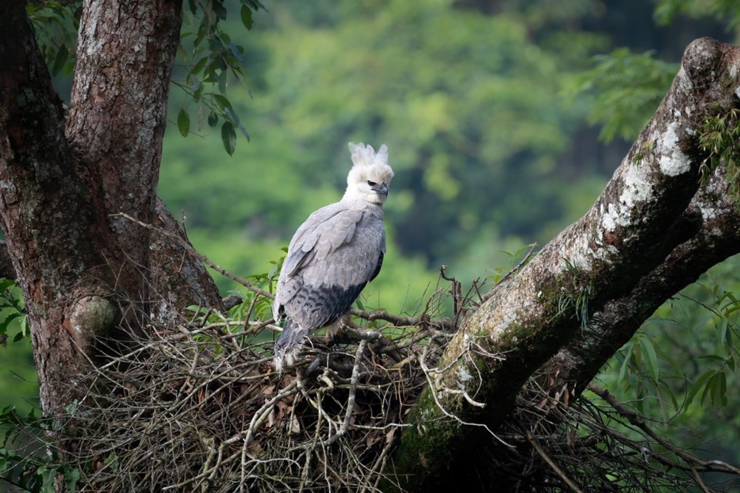 New Nest, Harpy Eagle Nest - Vista Hermosa