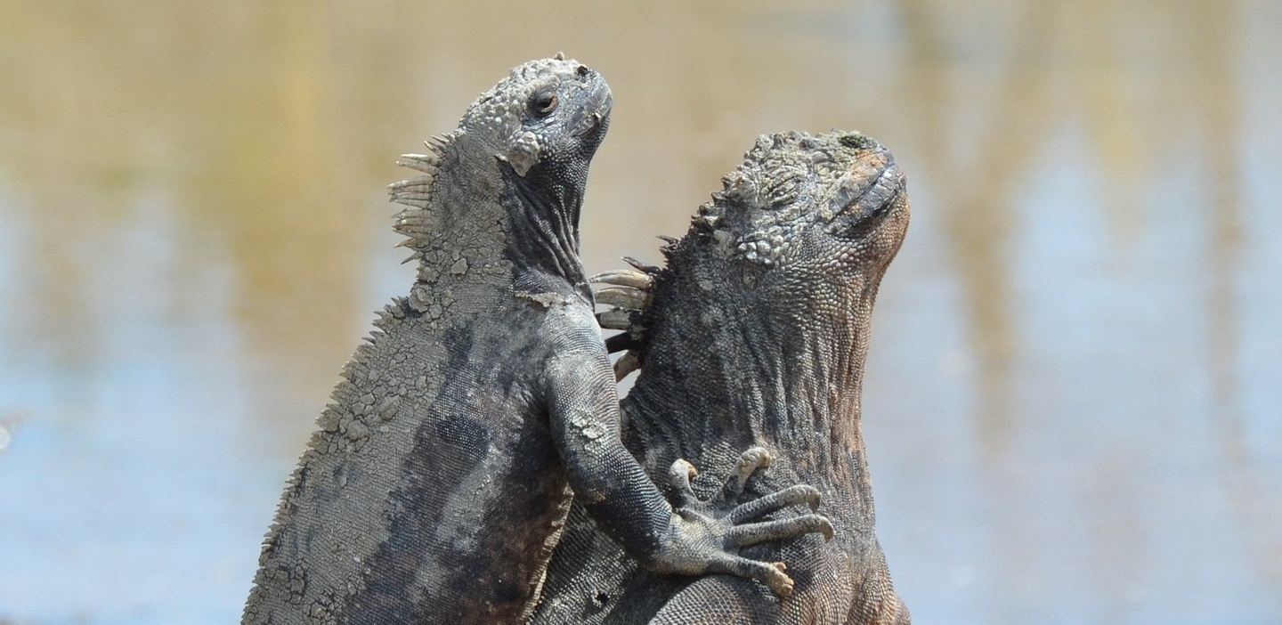 Floreana Adventure Tour – Punta Cormorant & Enderby Islet