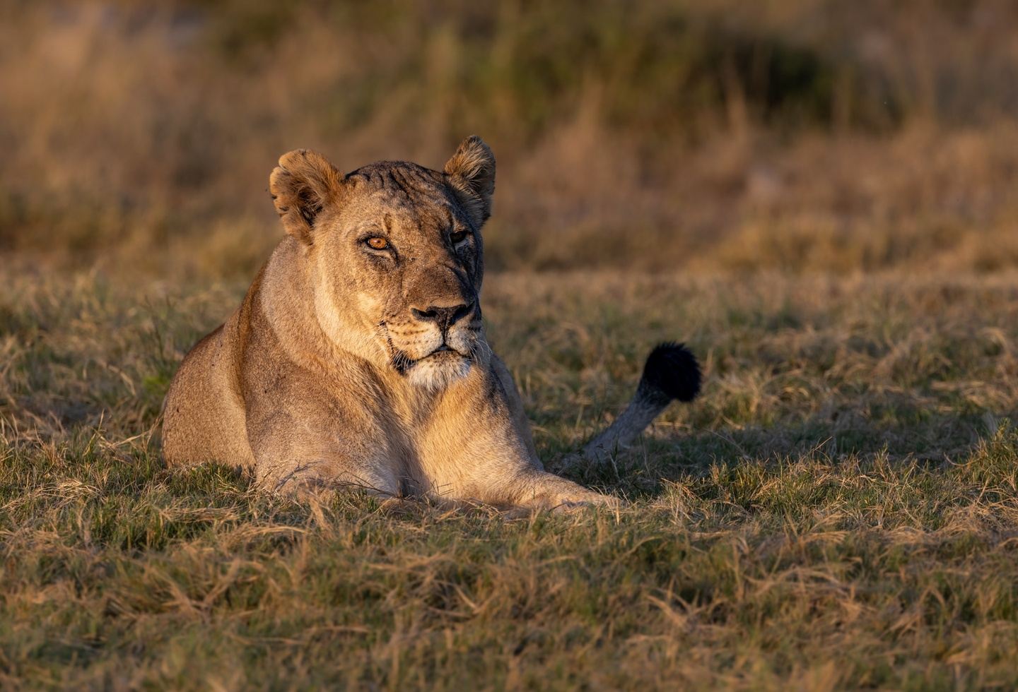RAW Photographic Madikwe Photo Safari