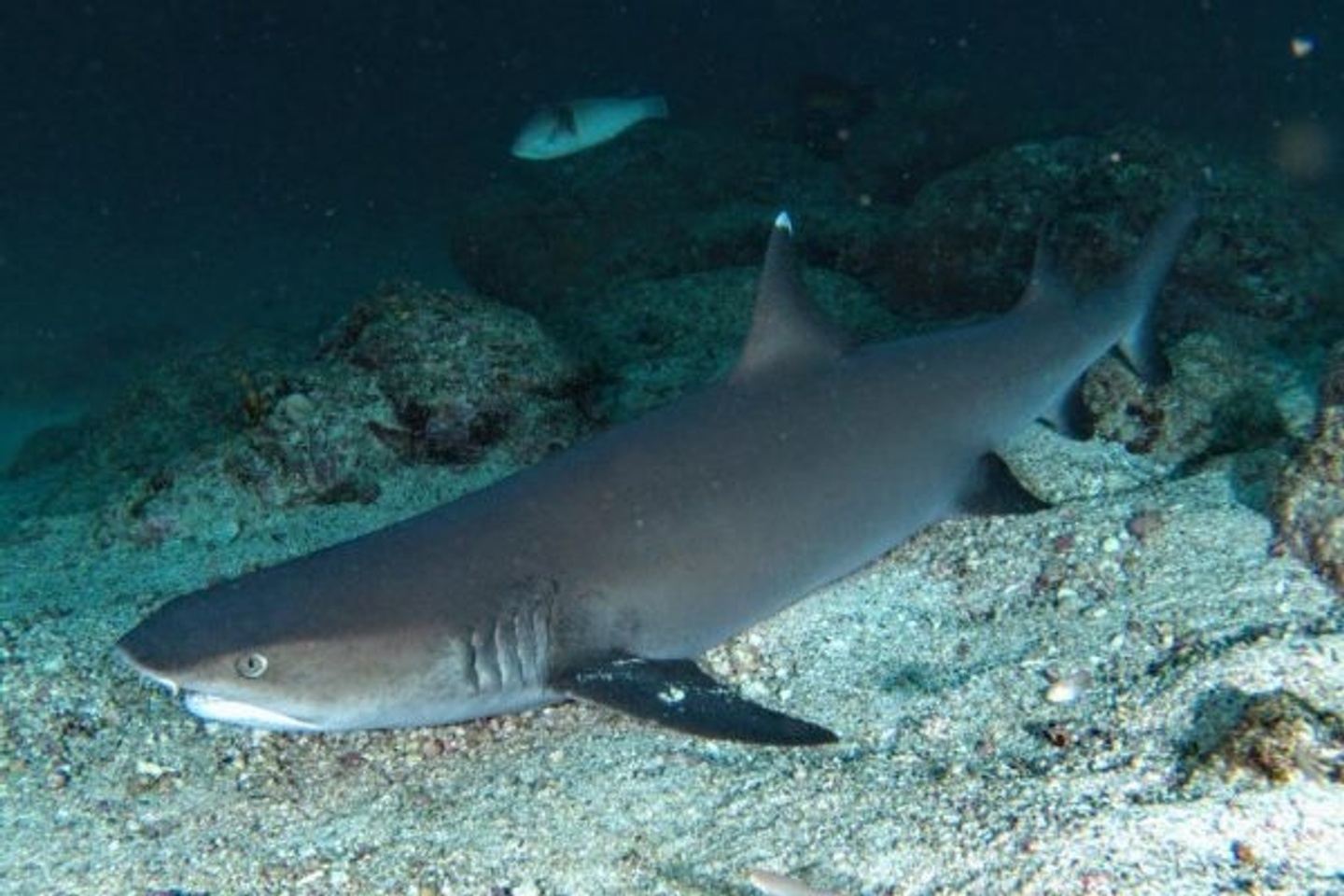 Las Perlas, Panama Expedition