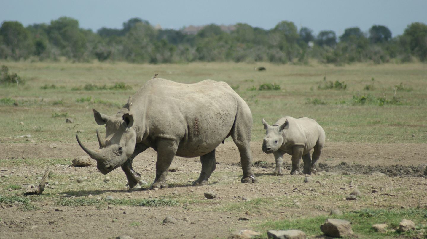 10 DAYS 9 NIGHTS KENYA PRIVATE MIDRANGE SAFARI