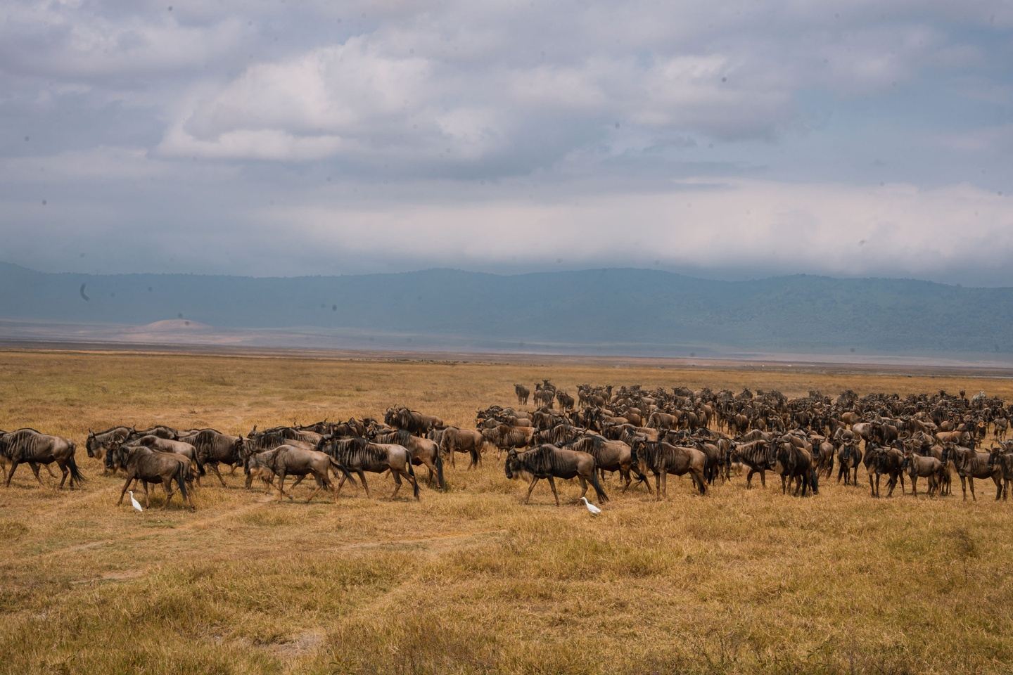 3-Day Serengeti & Ngorongoro Crater Safari
