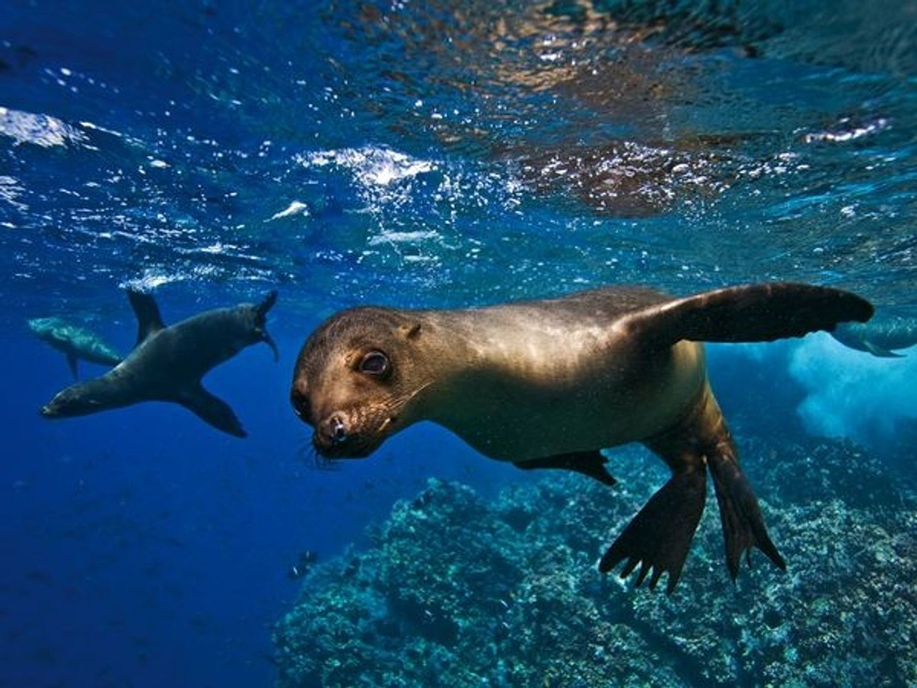 Galapagos Yoga + Wildlife Adventure with Maile Sivert: April 24 - May