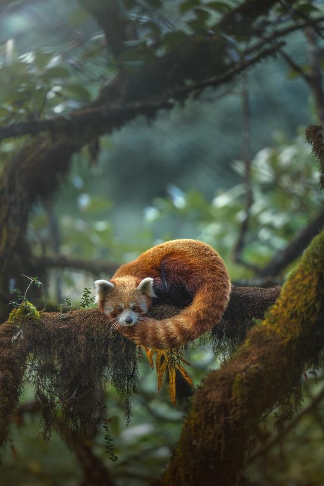 Tigers, Red Pandas, & the Himalayas - 15 Days