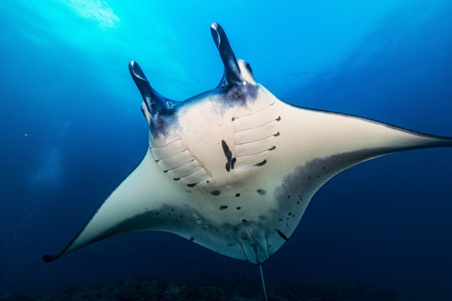 Refresh  light for certified Diver, 1 pool session & 2 ocean dives