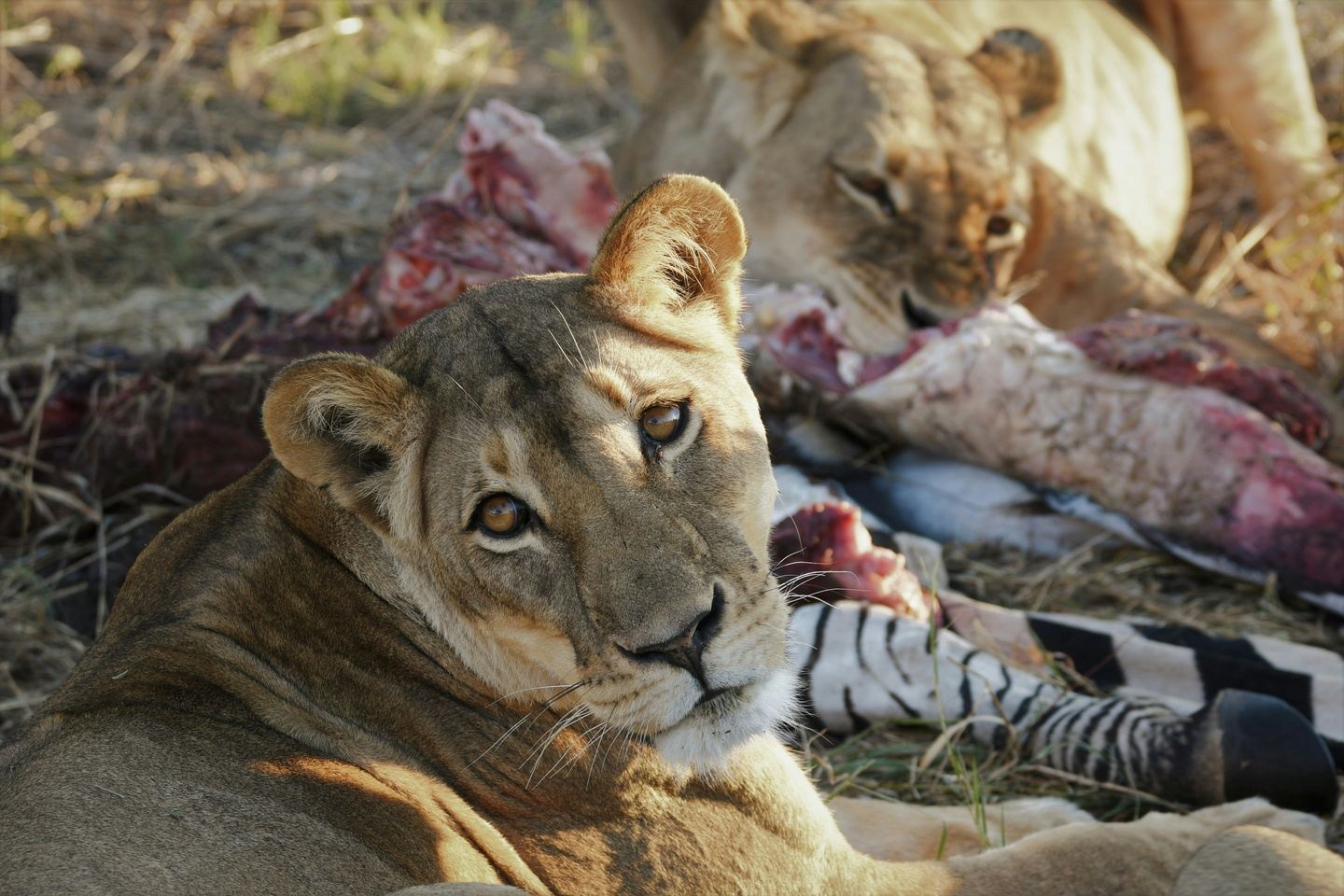 10-Day Johannesburg, Victoria Falls, Hwange & Garden Route Explorer