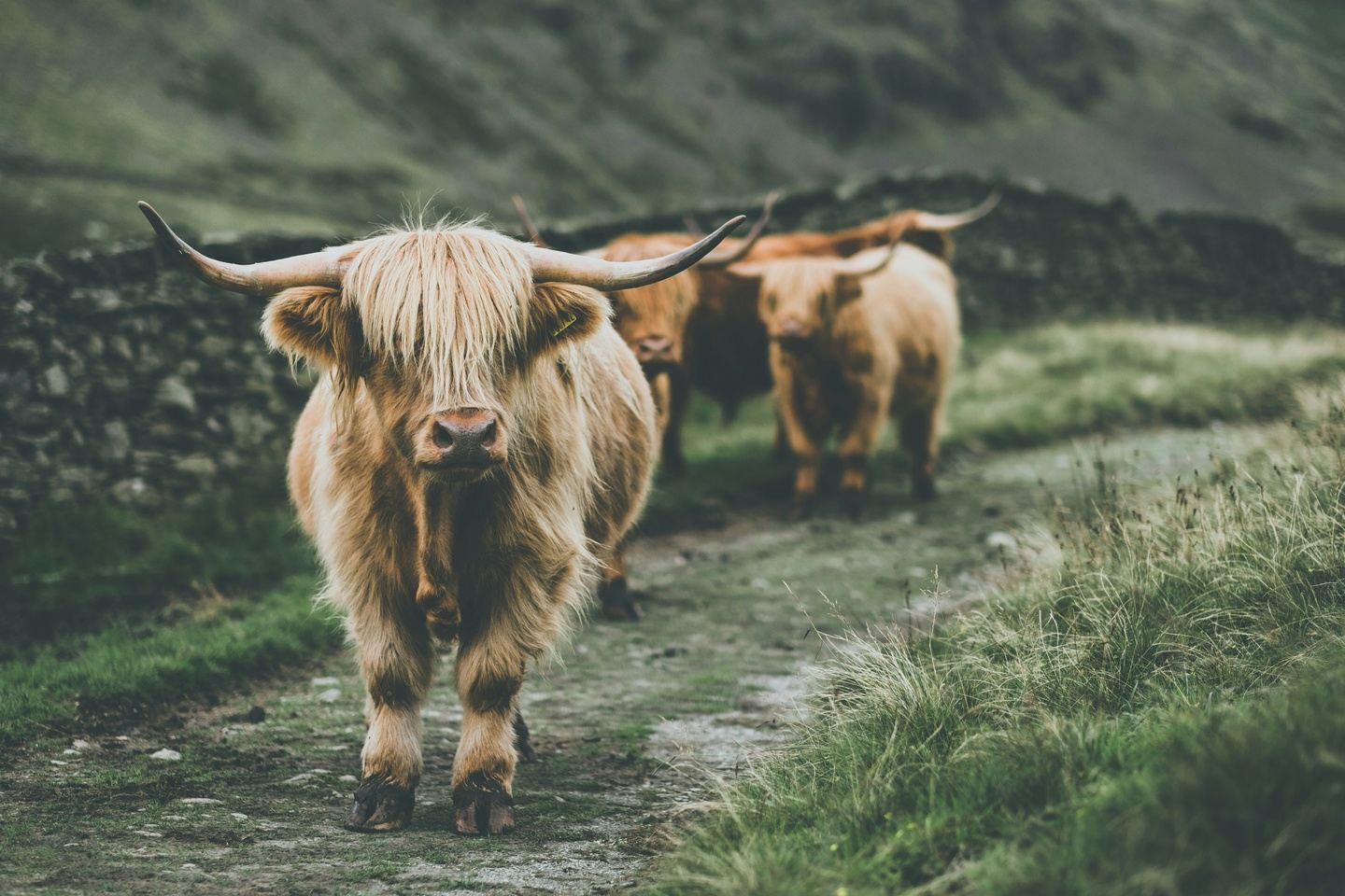 Glencoe & the Highlands in a Day