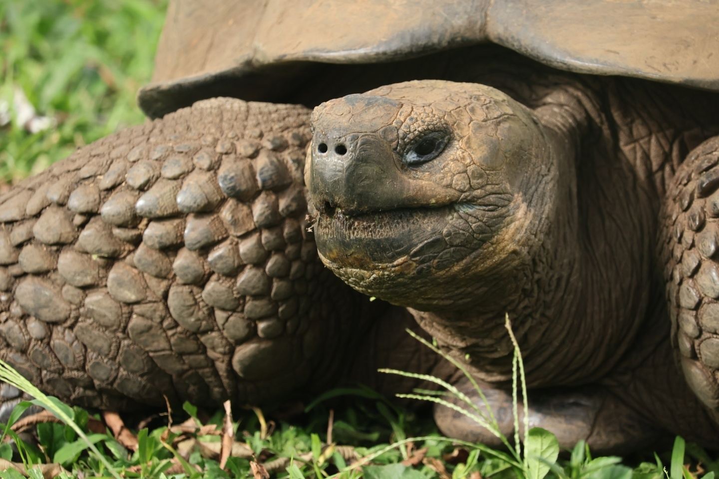 Galapagos Giant Turtles & Penguin Trip-A