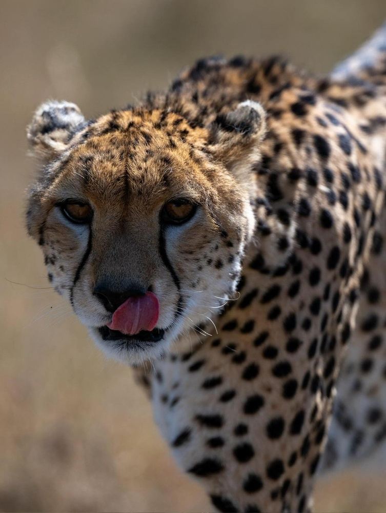 14-Day The Best of Kenya Tanzania Combine Luxury Tour