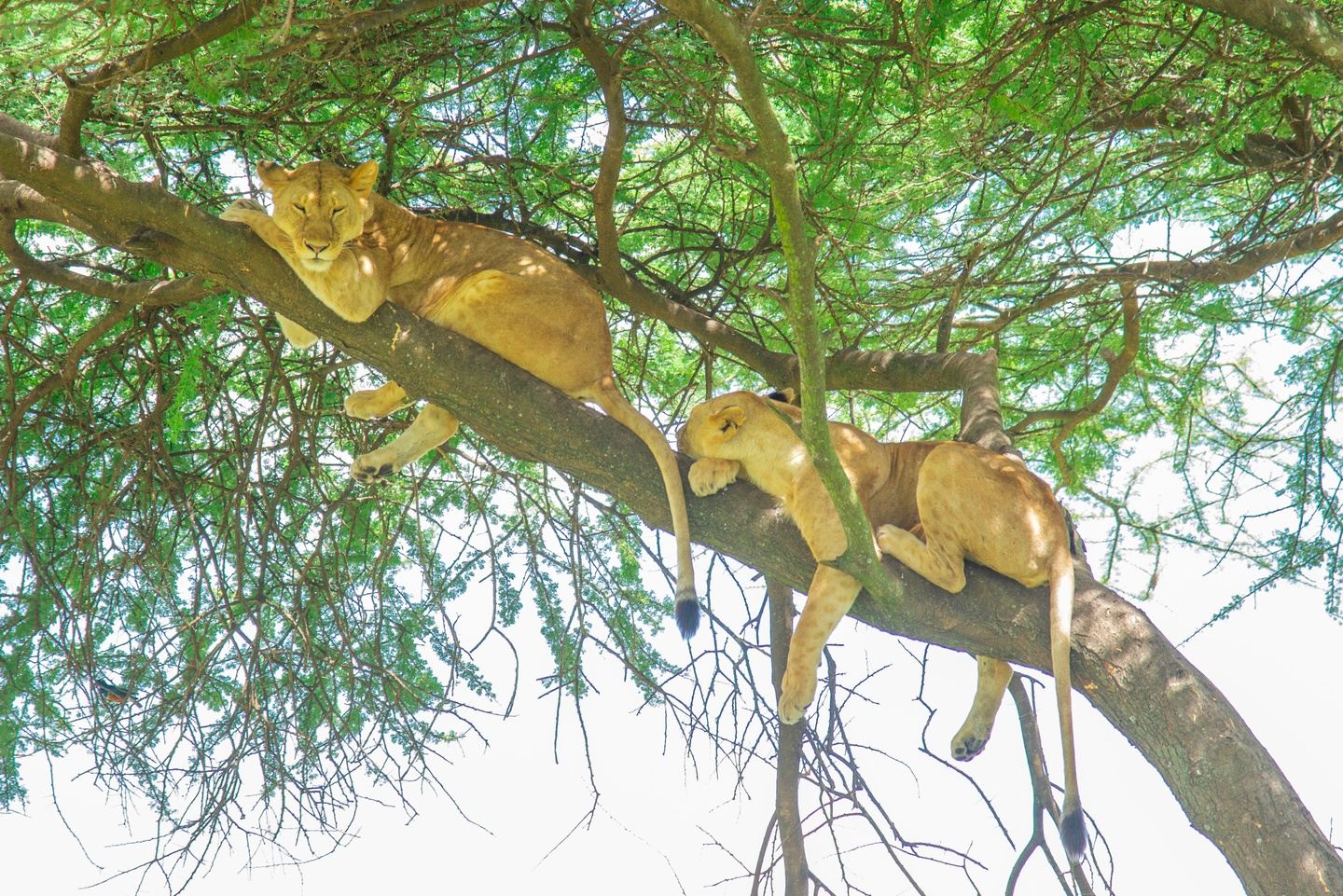 15-Day African Safari, Oldonyo Lengai 2027