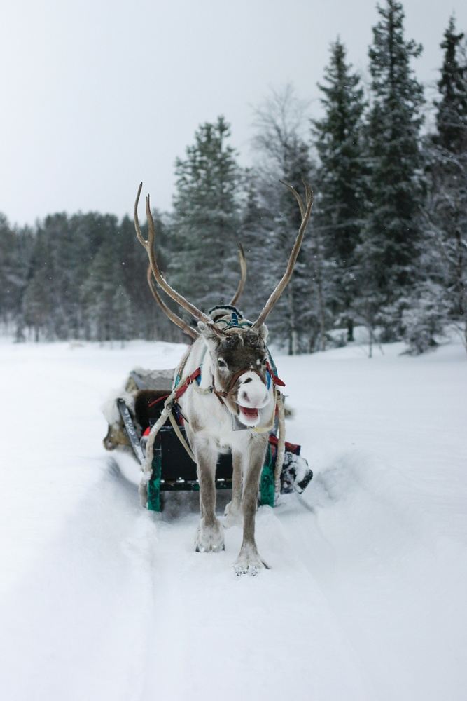 The Lapland Group Trip