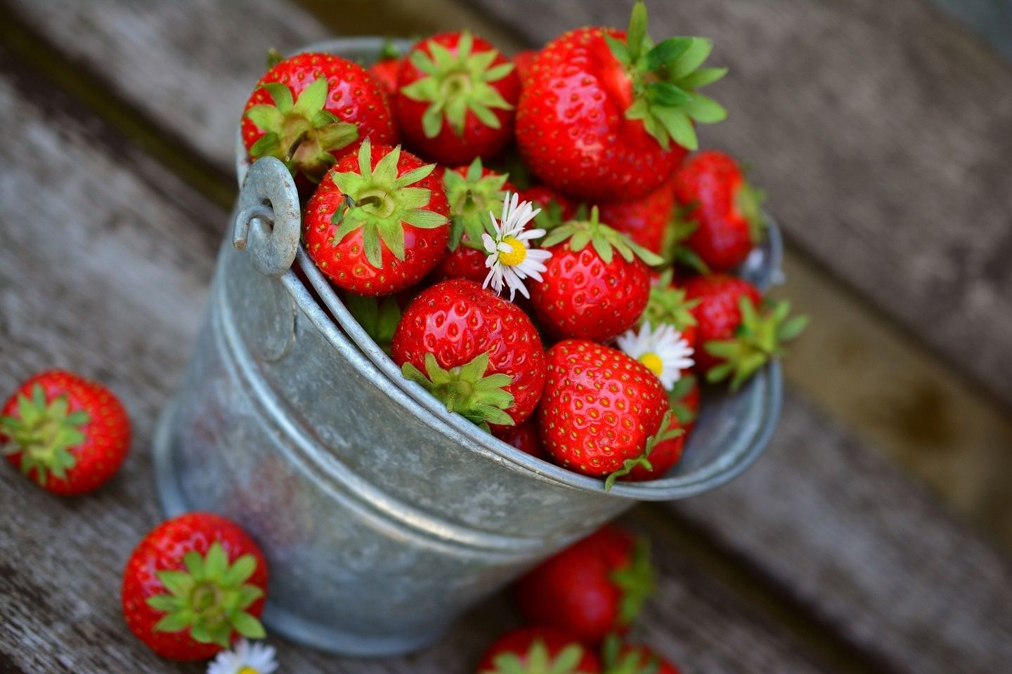Artfields, Blooms and Berries