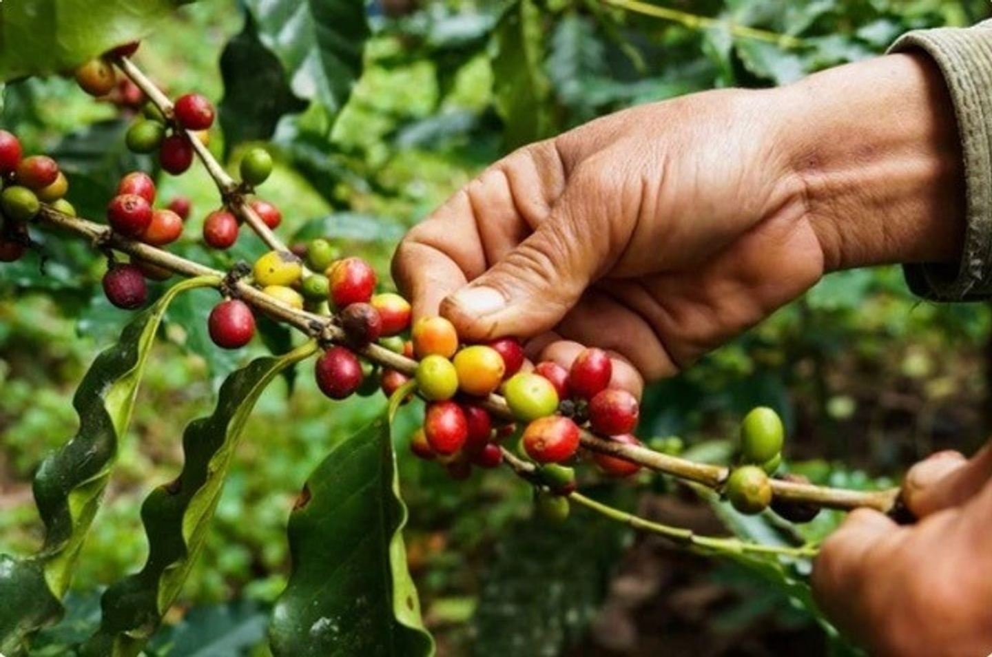 Specialty Coffee Tour