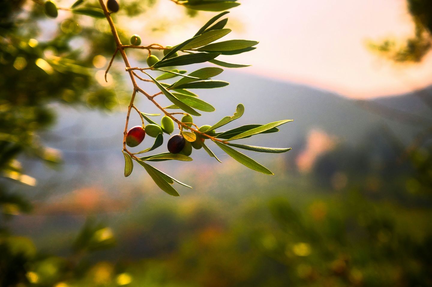 Peloponnese Olive Oil Mini Retreat: Nature, Wellness, Tasting & Local