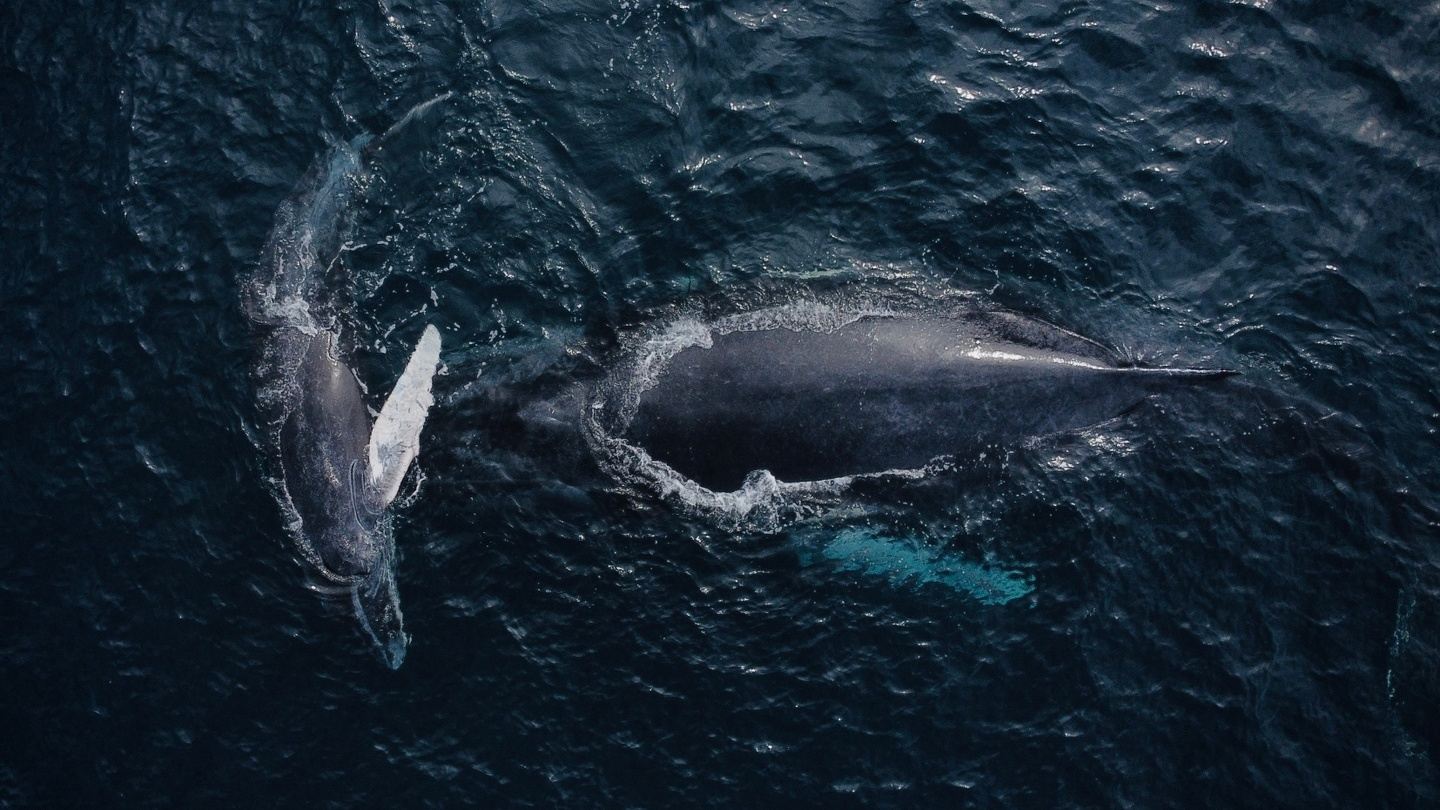 Buceo y avistamiento de ballenas agosto 2027