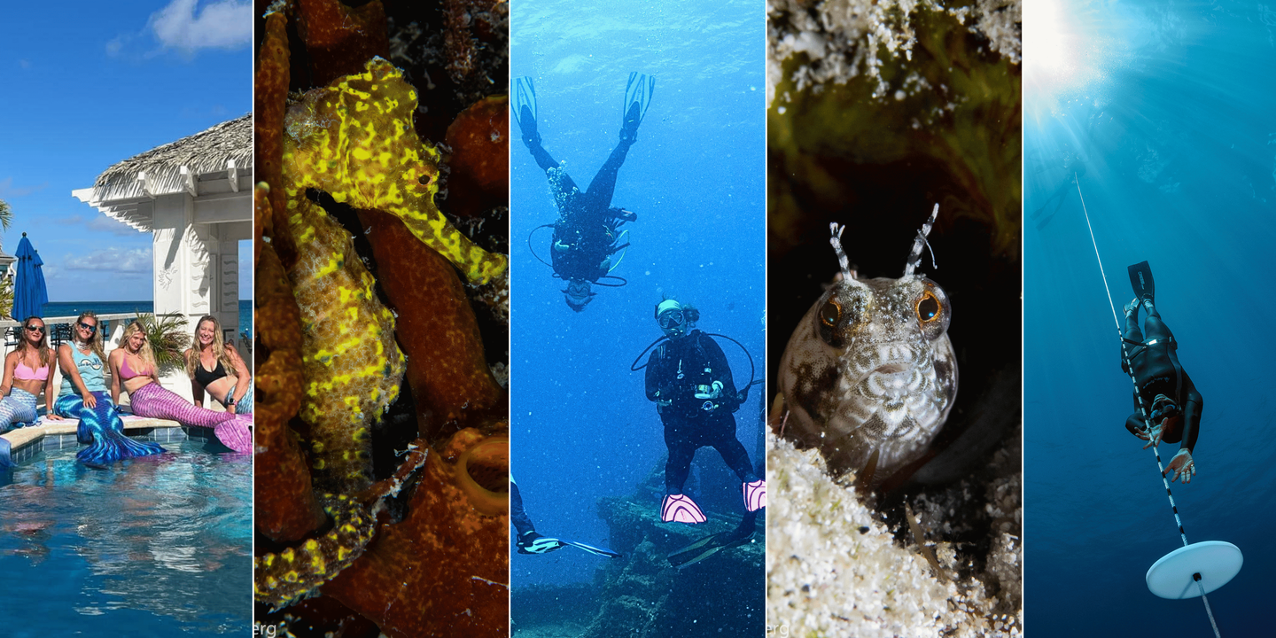 Sirens & Sunsets: St Croix! Scuba, Freediving and Mermaids in the USVI