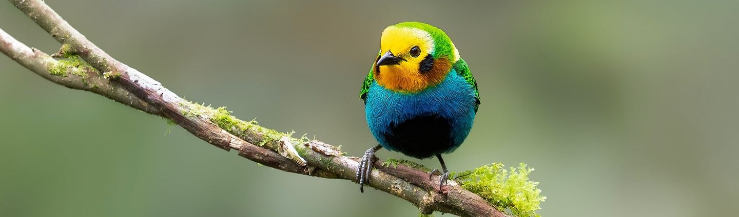 Emblematic Birds Colombia