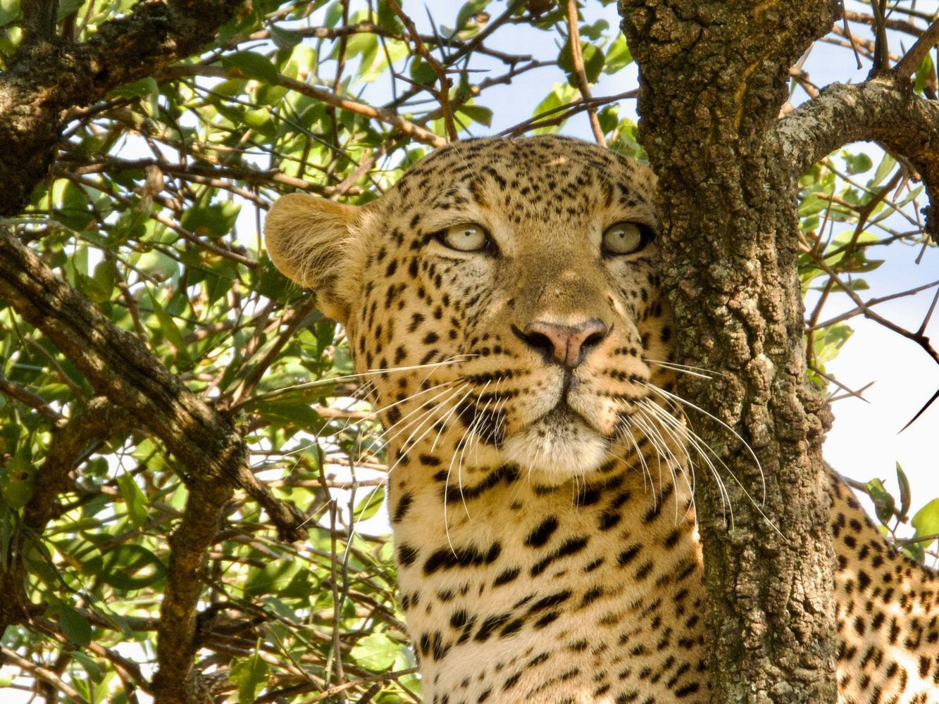 Kenya Classic Safari