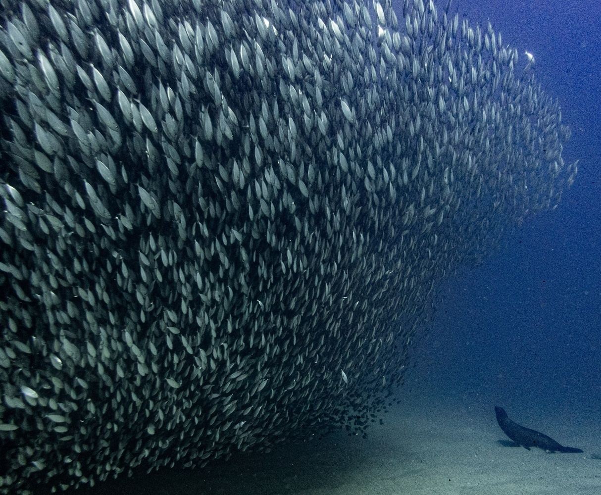 Diving - Cabo San Lucas Bay