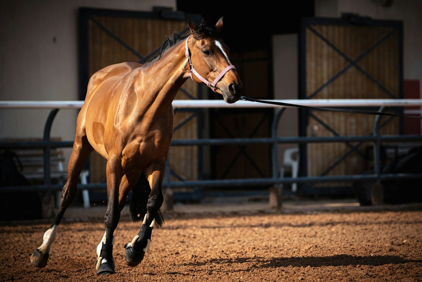 Kildare and National Stud Equine Tour