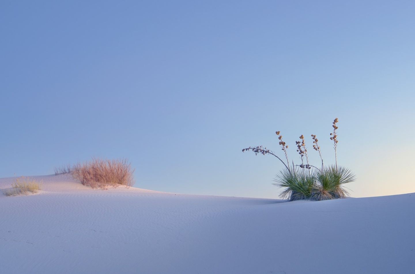 White Sands & Winged Migrations
