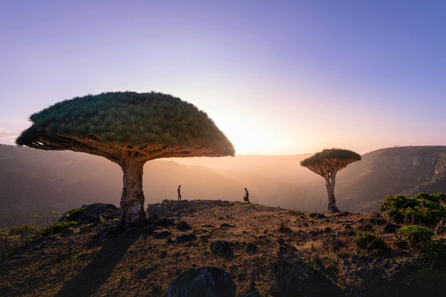 Socotra 2026